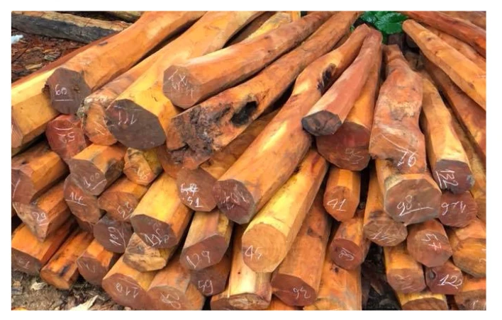 Gỗ Mít Ta và Gỗ Mít Nhập Khẩu: Sự Khác Biệt Về Độ Bền Và Tâm Linh 3 Mít ta: Màu vàng sẫm, độ bền cao, dẻo dai, hương thơm đặc trưng, giá cao, thân gỗ nhỏ hơn.